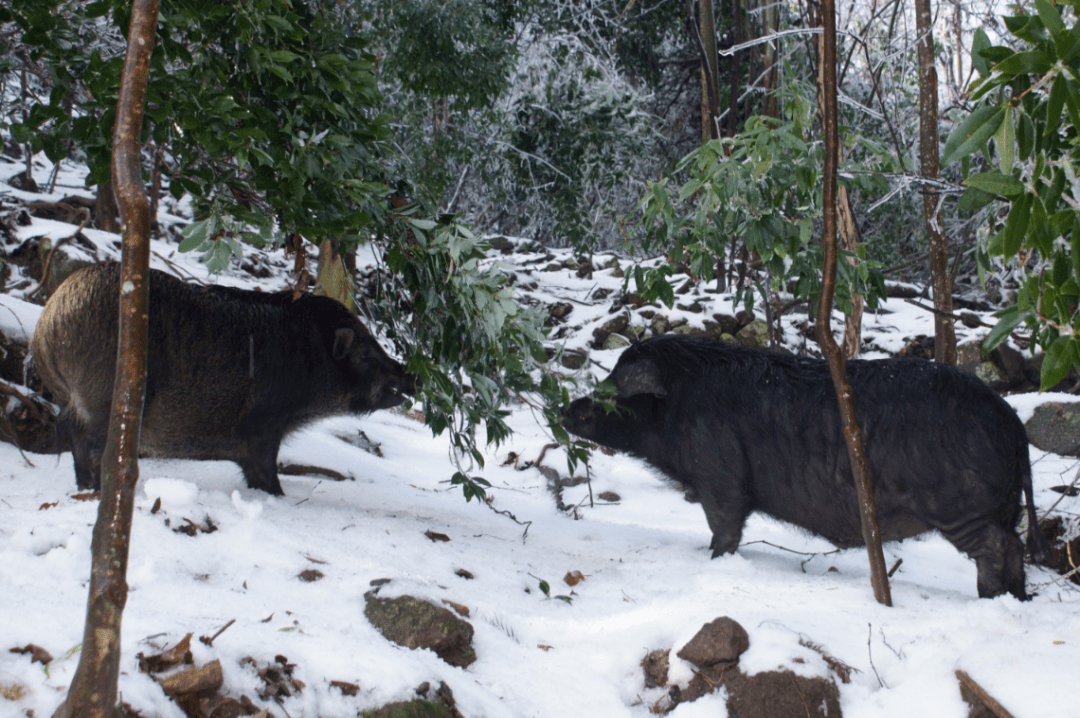 宜章县莽山三宝之莽山黑豚知行合一修身齐家的情怀故事