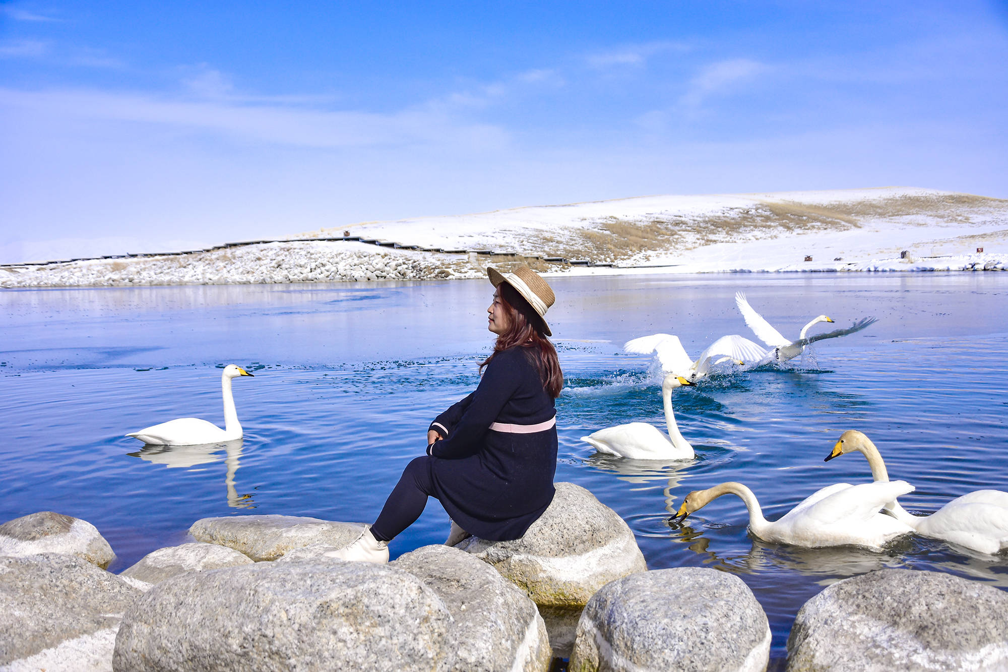 往西伯利亚的天鹅飞走了，赛里木湖下了一场雪，天鹅又调头回来了