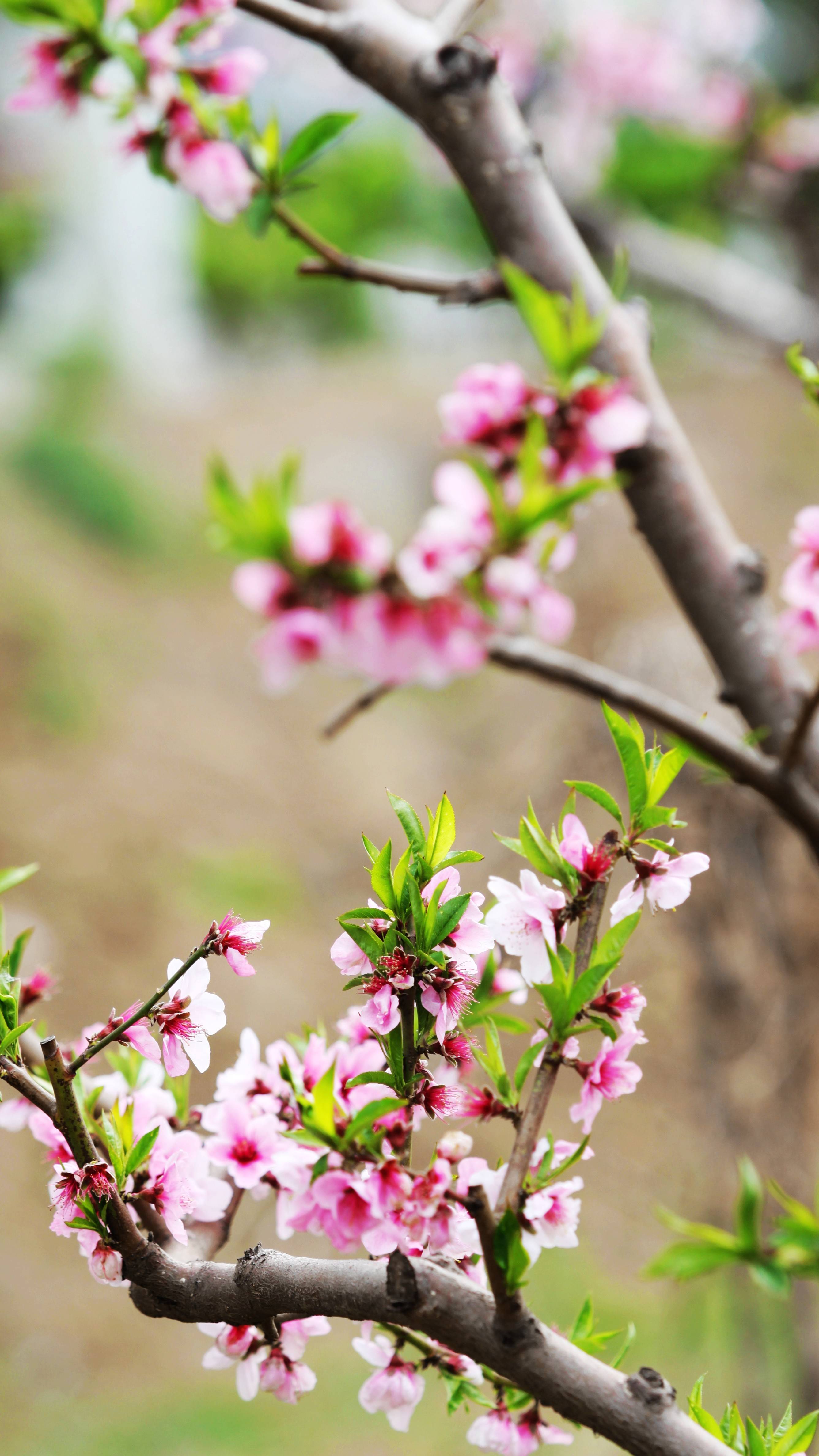 有一种春天叫桃花芳艳