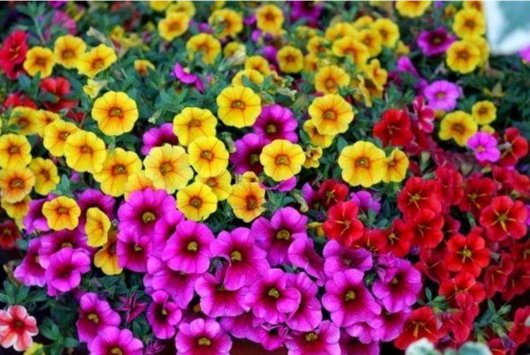 庭院选这几款花 花姿妖娆 一年四季花开不停 开花量大 修剪