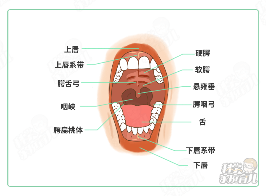 腭咽弓 腭舌弓图片