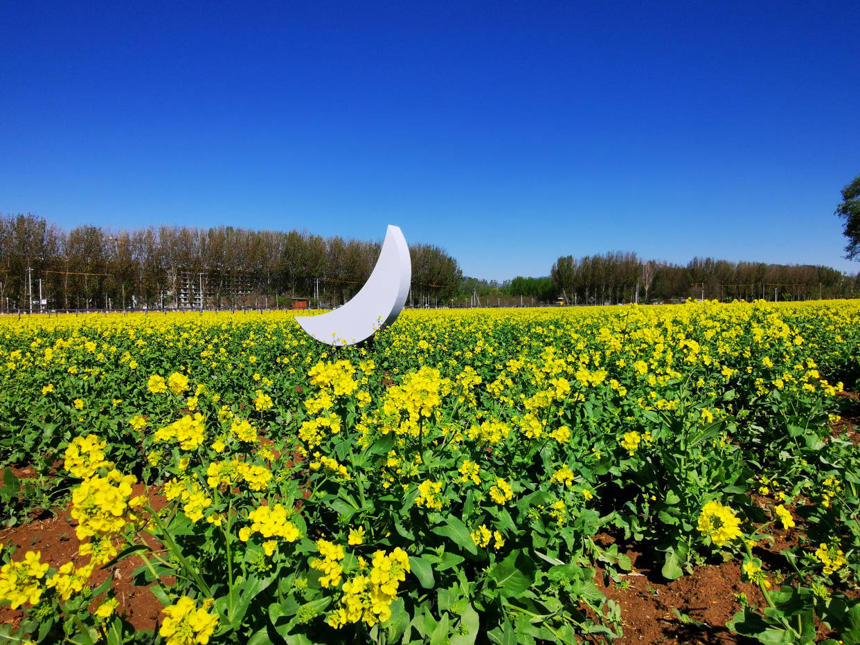 4月17日到怪村油菜花海打卡去_农业