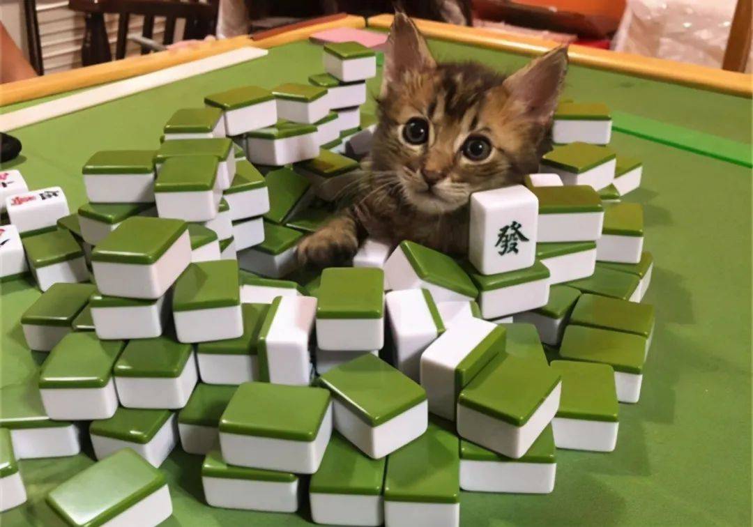 算上那些让人笑喷的沙雕和猫名叫猪叫狗都不为过 图 文