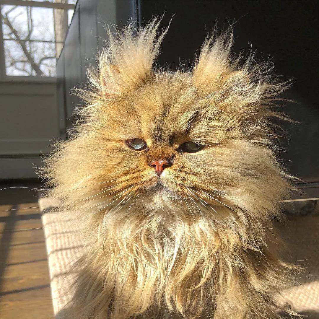 猫咪炸毛是什么原因图片
