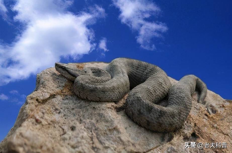 黑眉蝮蛇一种生存在只有蛇类的小岛上吃饭纯靠运气的蛇