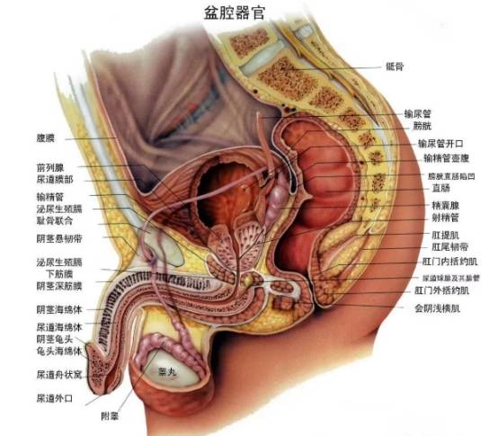 前列腺增生是一种老年男性的常见病,发病年龄多在50岁以上,随年龄增长