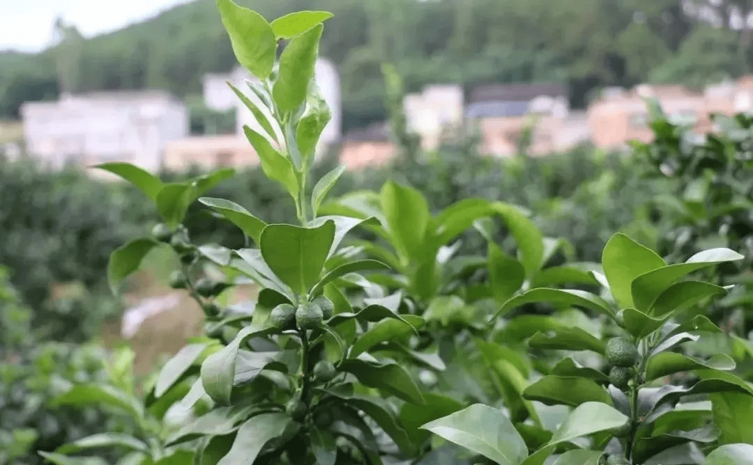 柑橘控夏梢保果的最佳技術方案來了!掌握好,高產優質不再難