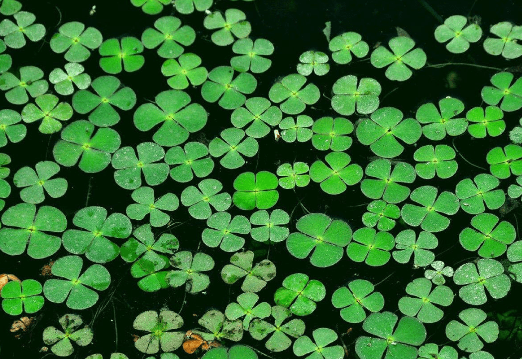 葉子酷似牡丹花,養在水裡真好看_浮萍