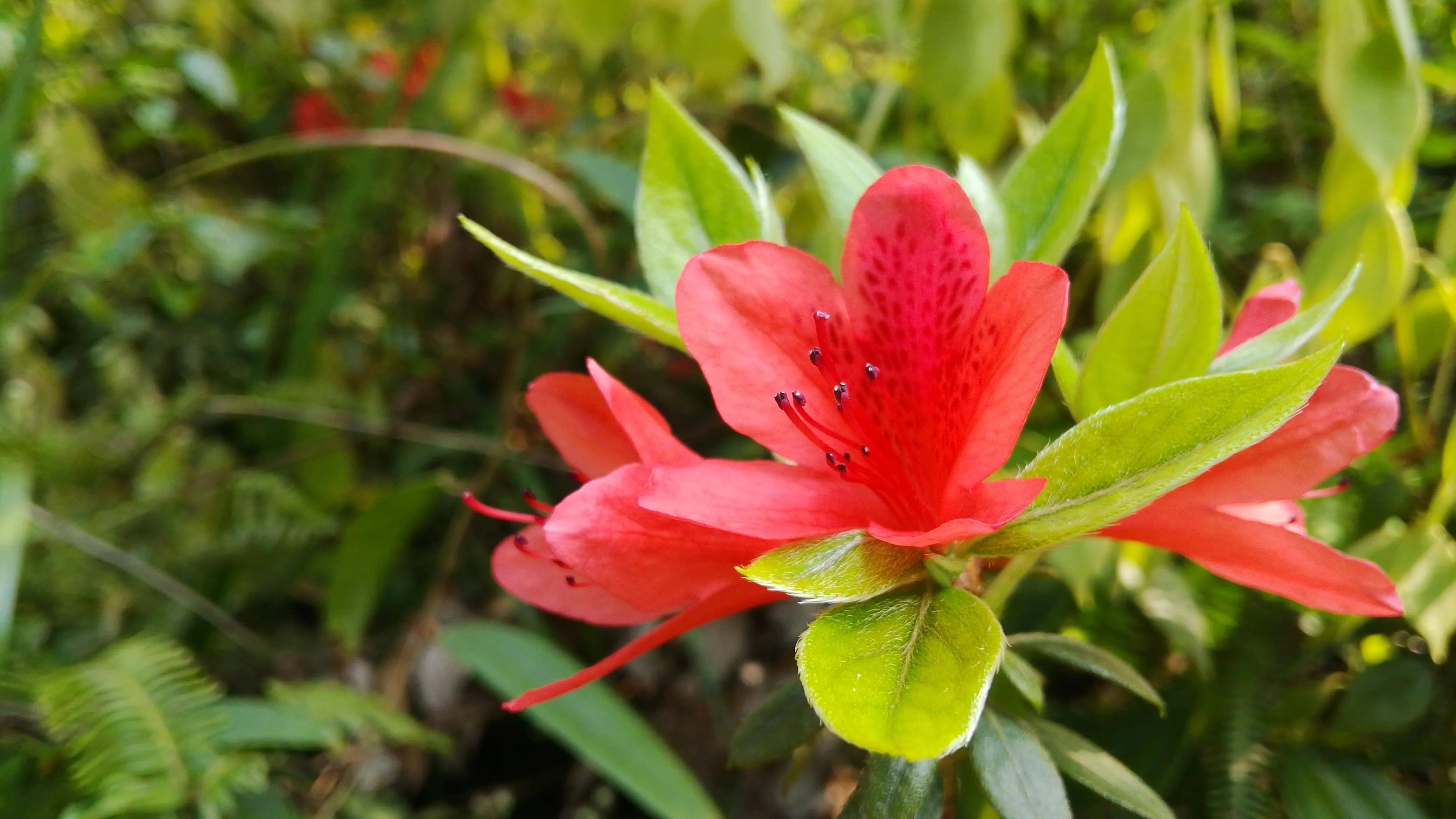 找个好天气去资兴高码看娇艳欲滴的红杜鹃花赏心悦目真的很美