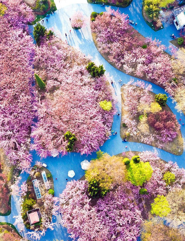 寻找最美春天丨芬芳四月 港城迎来最美花季 樱花