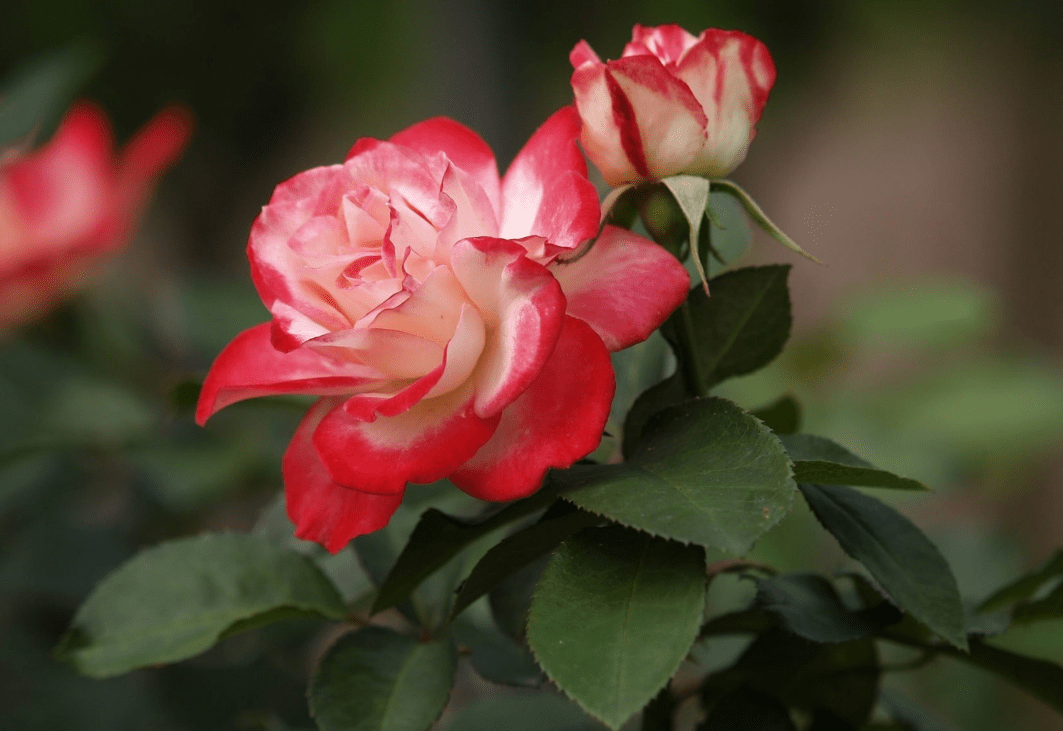 4月下旬 归途可喜 铁树开花 3大生肖爱情花开不败 为爱重来 爱得