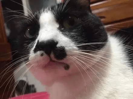 那些长了媒婆痣的喵星人