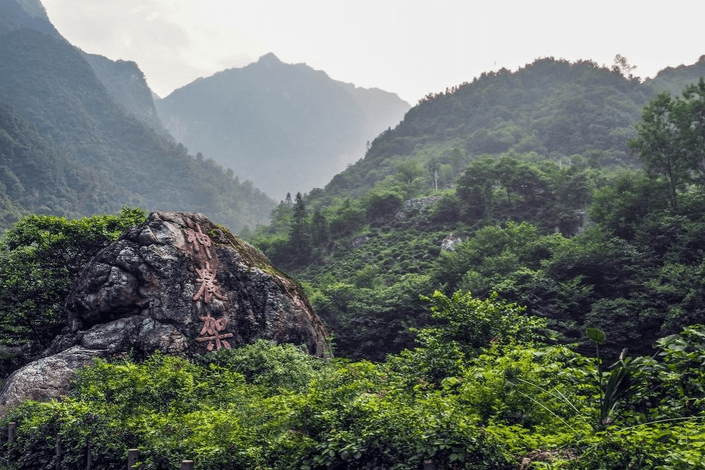 神農頂風景區在神農架西南部的自然保護區內,海拔3000米以上山峰6座