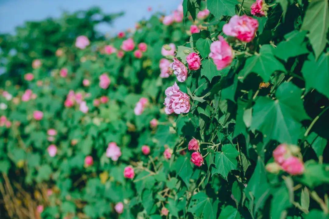 一年四季且看公園城市的花月令