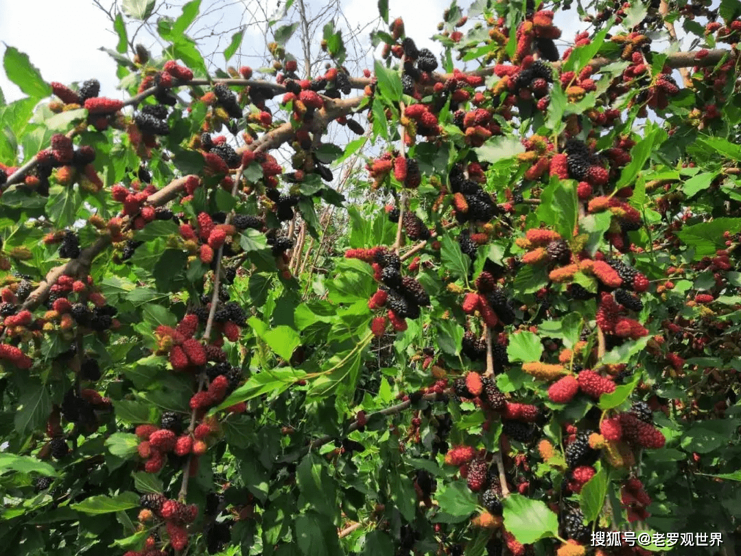 即将开幕平昌县白衣镇首届桑葚采摘节