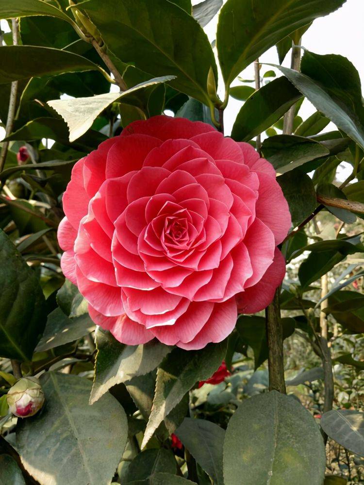 原创茶花和茶梅的区别同样是茶花品种价值差别大