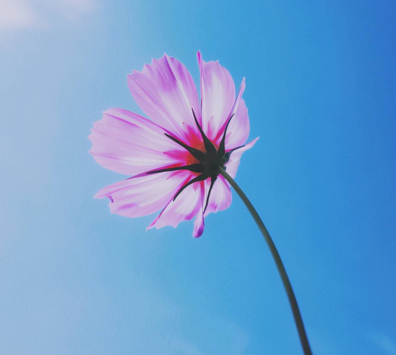 心理学:层次越低的人,越喜欢用这三类微信头像,其实是自欺欺人