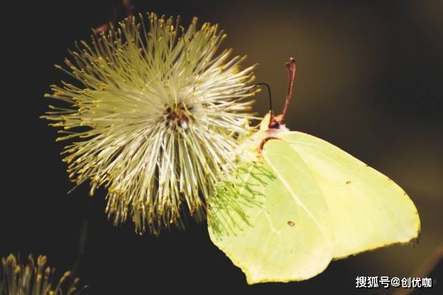 4月19日起 天喜星动 姻缘旺盛 旧爱回头 牵手旧情的3个星座 金牛座