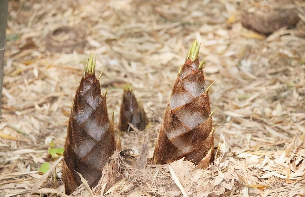 春笋也有"冒牌货",别只会买大的,认准这"3点",一挑一个准