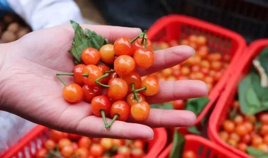 大街小巷里樱桃上市了你尝鲜了么