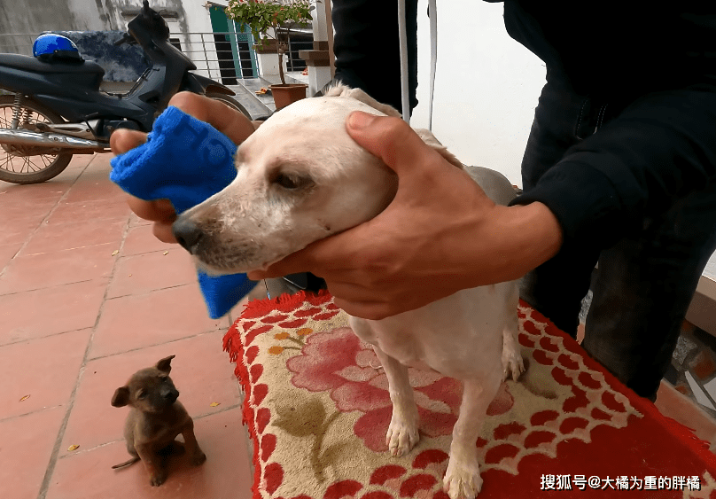 怎么看小狗有没有被抛弃过 1bef6898d5f8481da0240e605aa61cf5.png