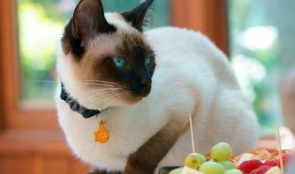 蓝色的猫咪好看吗 1bef6af78eb64865a845b2556a3e567a.jpeg