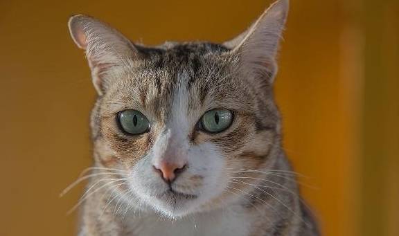 猫咪怎么才能让它安静下来 3cc4aec64cdd44f293670018233229c1.jpeg