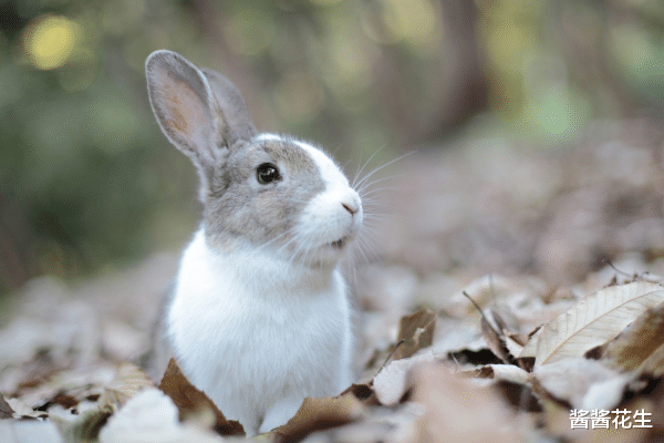 "兔兔兔"的最佳贵人,和他们合作,助你苦尽甘来,事业扶摇直上