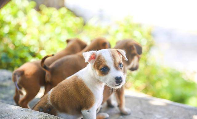 狗狗怎么养才能活得久 622a97ae21c64391bfd98e77244c30f4.jpeg