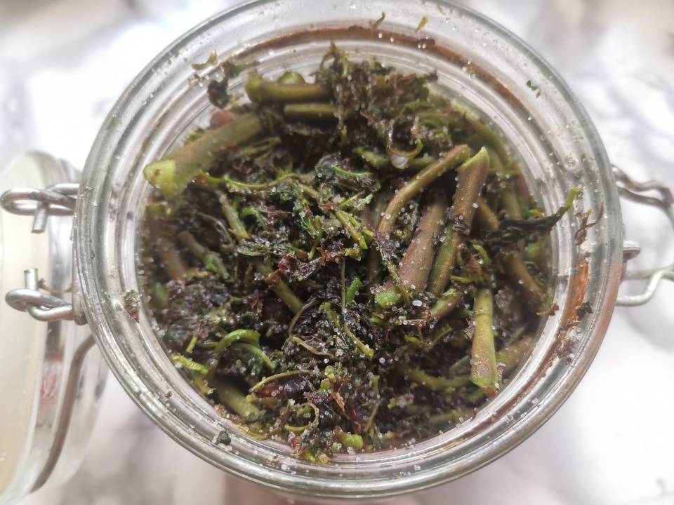 腌香椿会长毛这步做对了吃1年都不会坏炒啥都香收藏试试