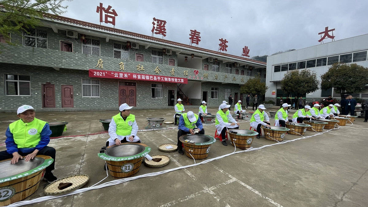 陕西镇巴:高山云雾间 怡溪春茶山上演"高手"对决