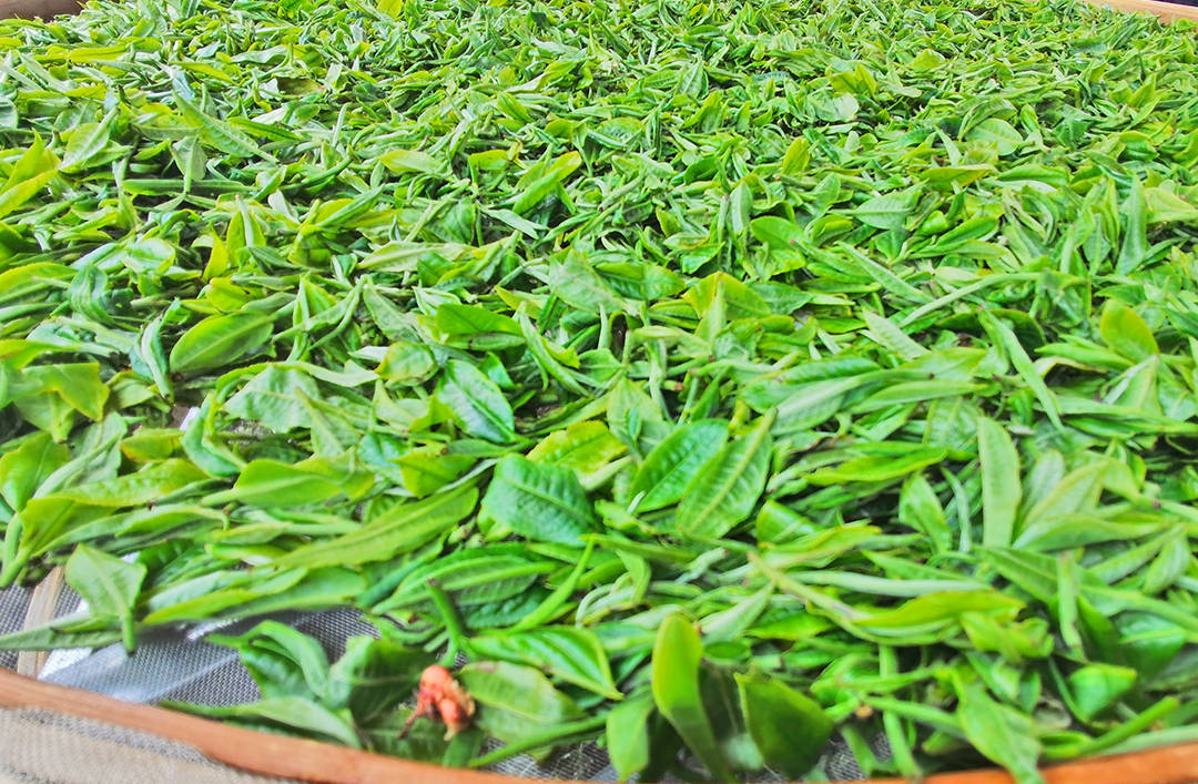 昌宁更戛:"夷方地"茶叶飘新香