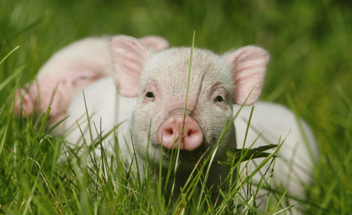 其实1983年,属猪的多大,下面就一起来看看83年