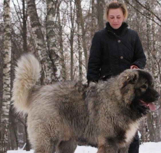 世界上最大的狗高加索 046198aeed144d188716dee3f75c9701.jpeg