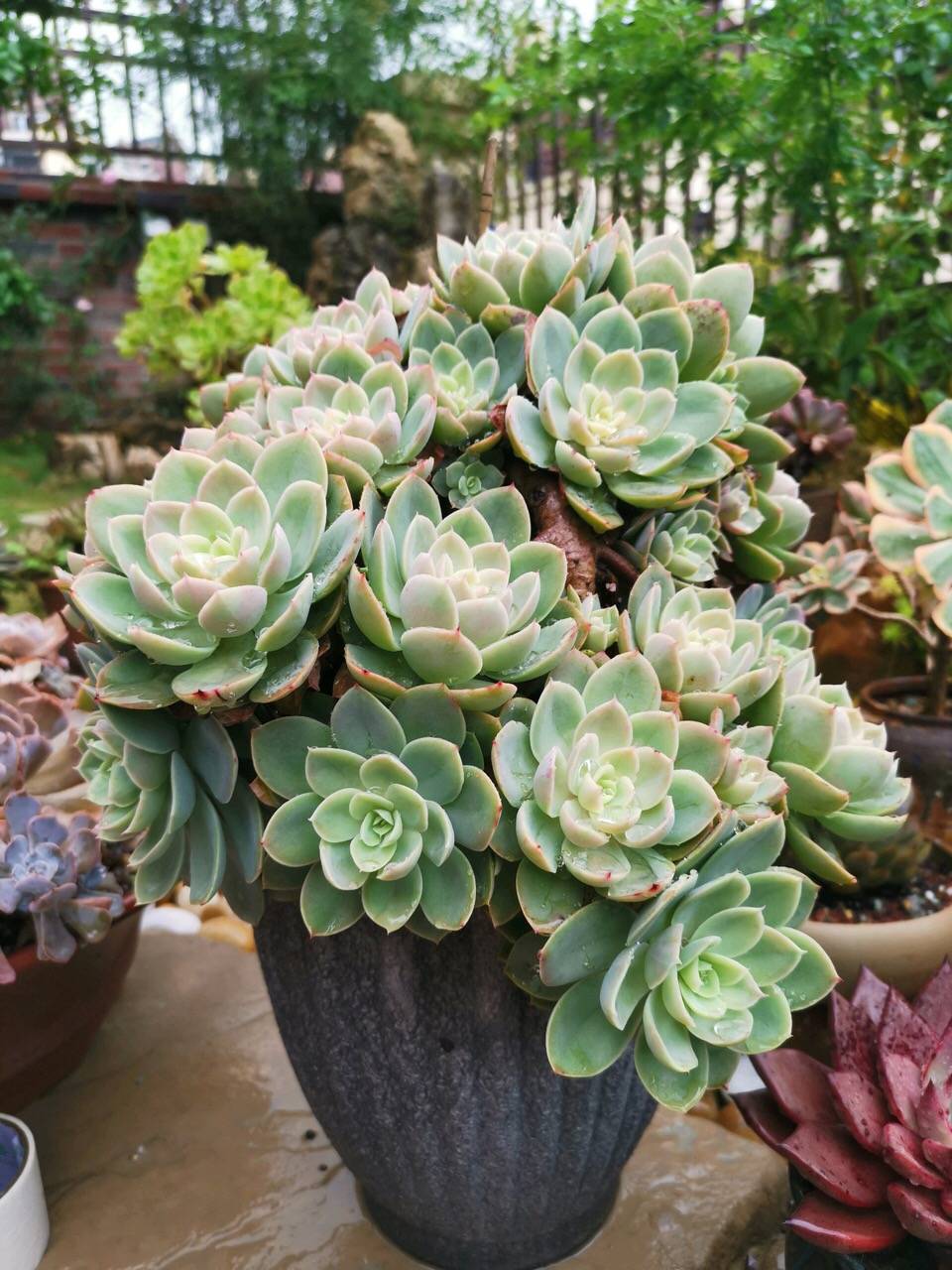 怎么种多肉的叶子容易爆盆 1bf93251f7cf486cb46833d7c7b95cb9.jpeg