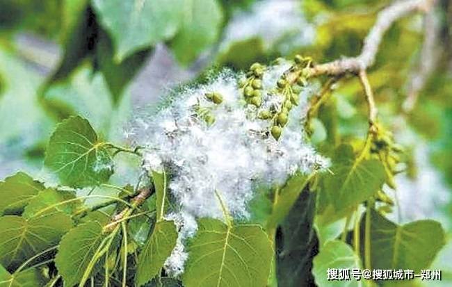 杨树飞絮 (资料图片)