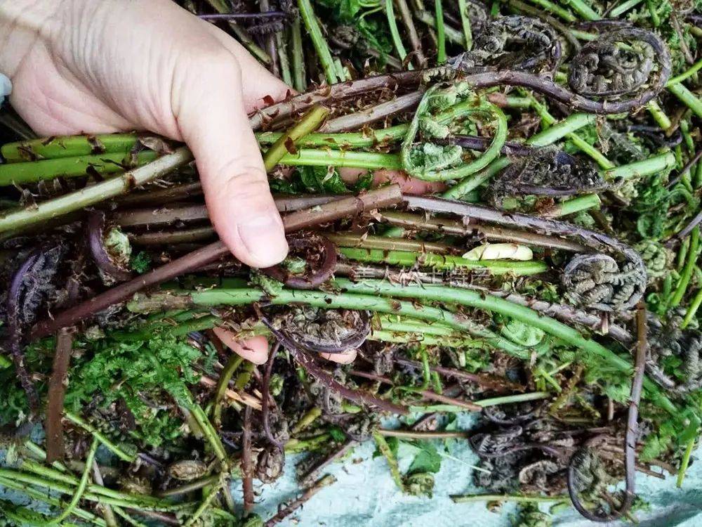猴腿菜常被不认识它的人当成普通蕨菜,实际上它比蕨菜好吃一些,在市场