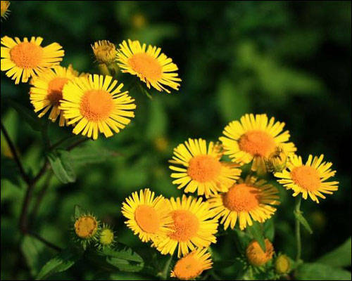 鲜花花语 常见小菊花的种类名称及图片小知识 戳 品种