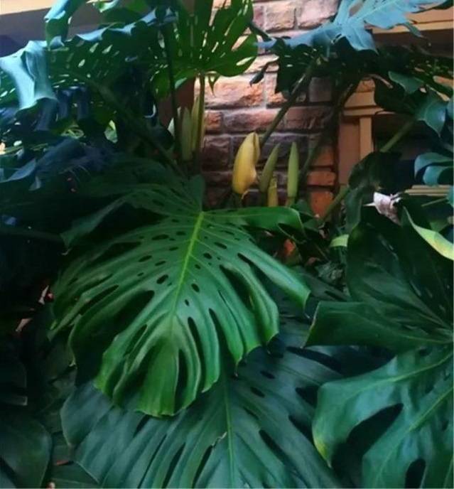 龟背竹怎么浇水比较好 5b0c5b91778944658f0ea801fde24432.jpeg