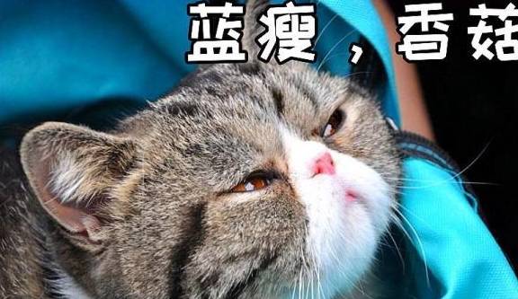 6db401c5ee9a4bb6b4b5b96b7e9d84d4.jpeg
