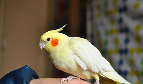 适合家里养的小动物推荐 abd98db48ec04a01938272db46ac768f.jpeg