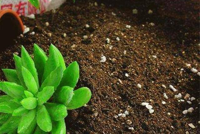 怎么养花才不枯萎烂根呢 e090b6ae58db42e19447cbfa092cf5ee.jpeg