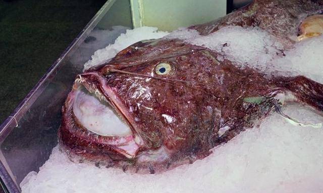 鱇鱼生活在100米左右的海底,分布于世界各大洋,人工养殖达不到养殖