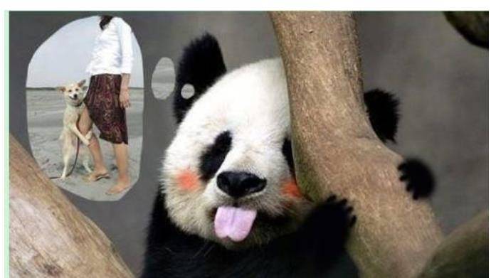 熊猫的名字是怎么起的 它是熊还是猫 卖萌