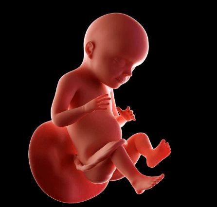 7个月胎儿有多大图片