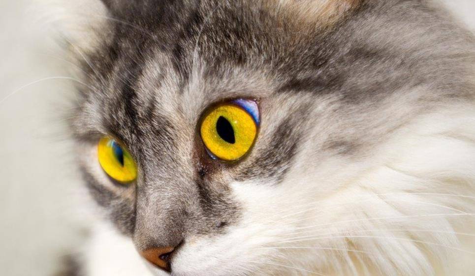 蓝色的猫的眼睛是什么品种的猫 66f71c2fc04d4e8cab224c6ce3de944a.jpeg