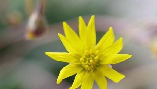 7月 养这3种花 花苞多花期长 重点是好养 天竺葵