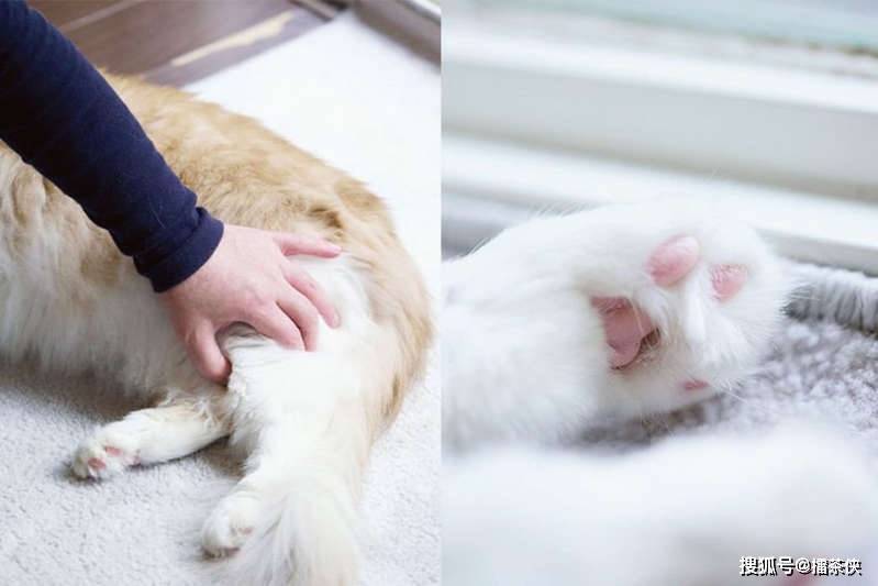 5式简易猫咪按摩推拿猫奴一学即懂