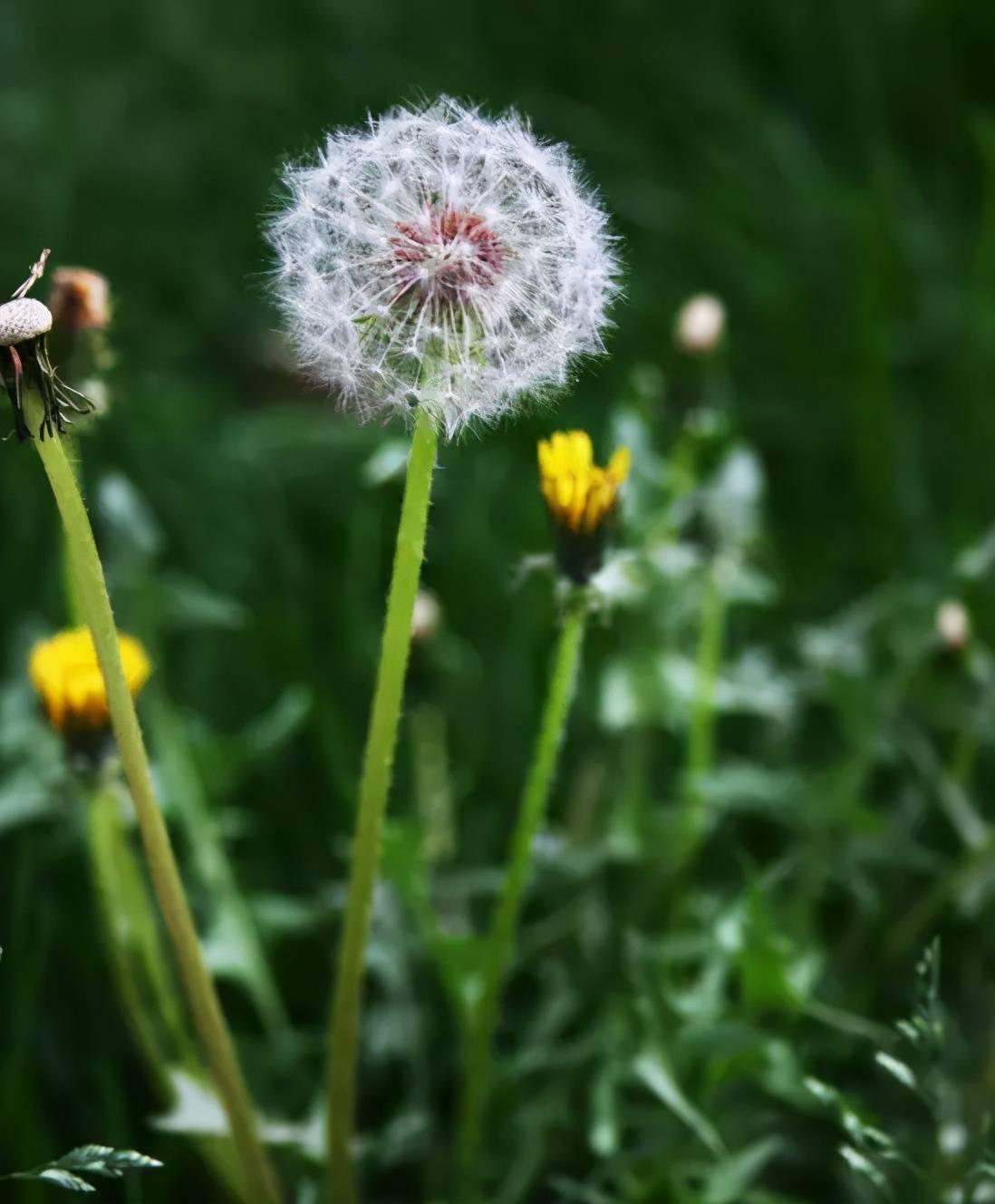 原创美丽的蒲公英大自然的魅力不可挡