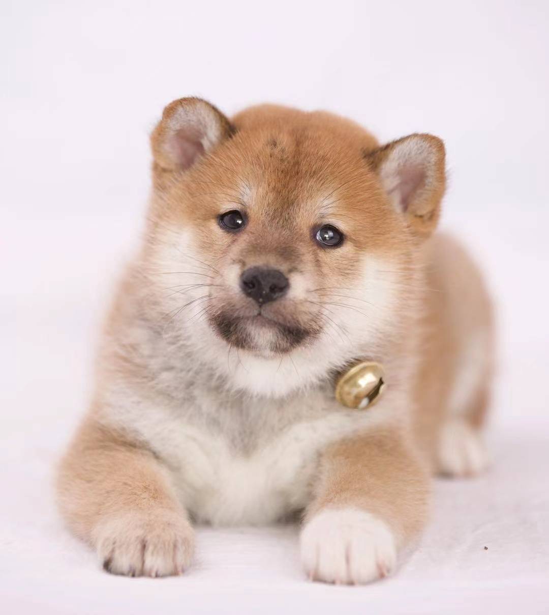 柴犬是傻狗吗？柴犬智商高吗？_搜狐网